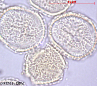 ISEM 1/Cussonia_sphaerocephala_44654/Cussonia_sphaerocephala_44654_0001(copy)_thumb.jpg